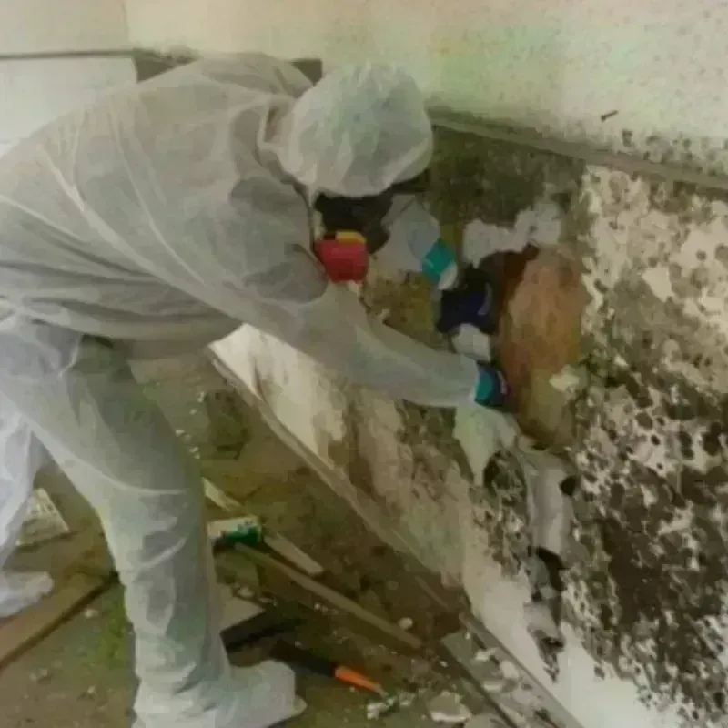 Mold Remediation and Removal in Budd Lake, NJ